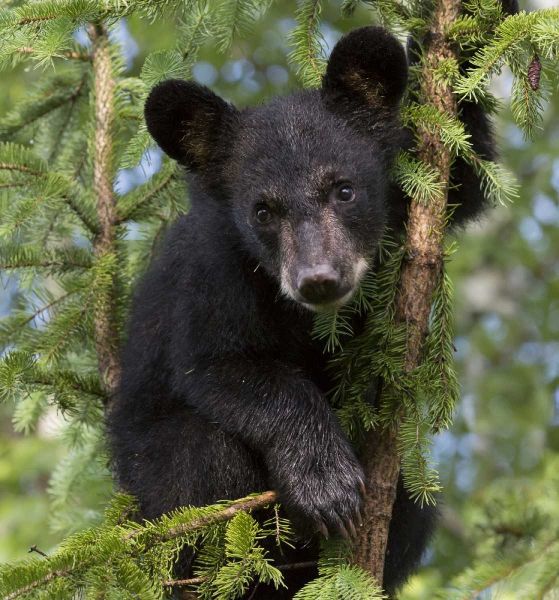 Minnesota, Sandstone Black bear cub in a tree